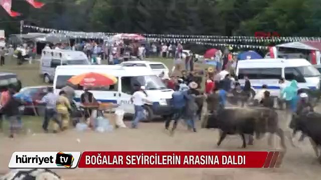 Boğalar seyircilerin arasına daldı