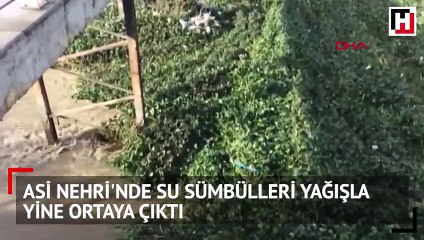 Asi Nehri'nde su sümbülleri yağışla yine ortaya çıktı