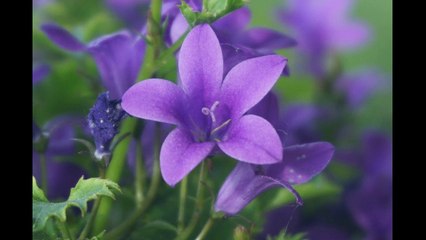 Beautiful Relaxing Music for nerve, anxiety, Relaxing, #relaxingmusic