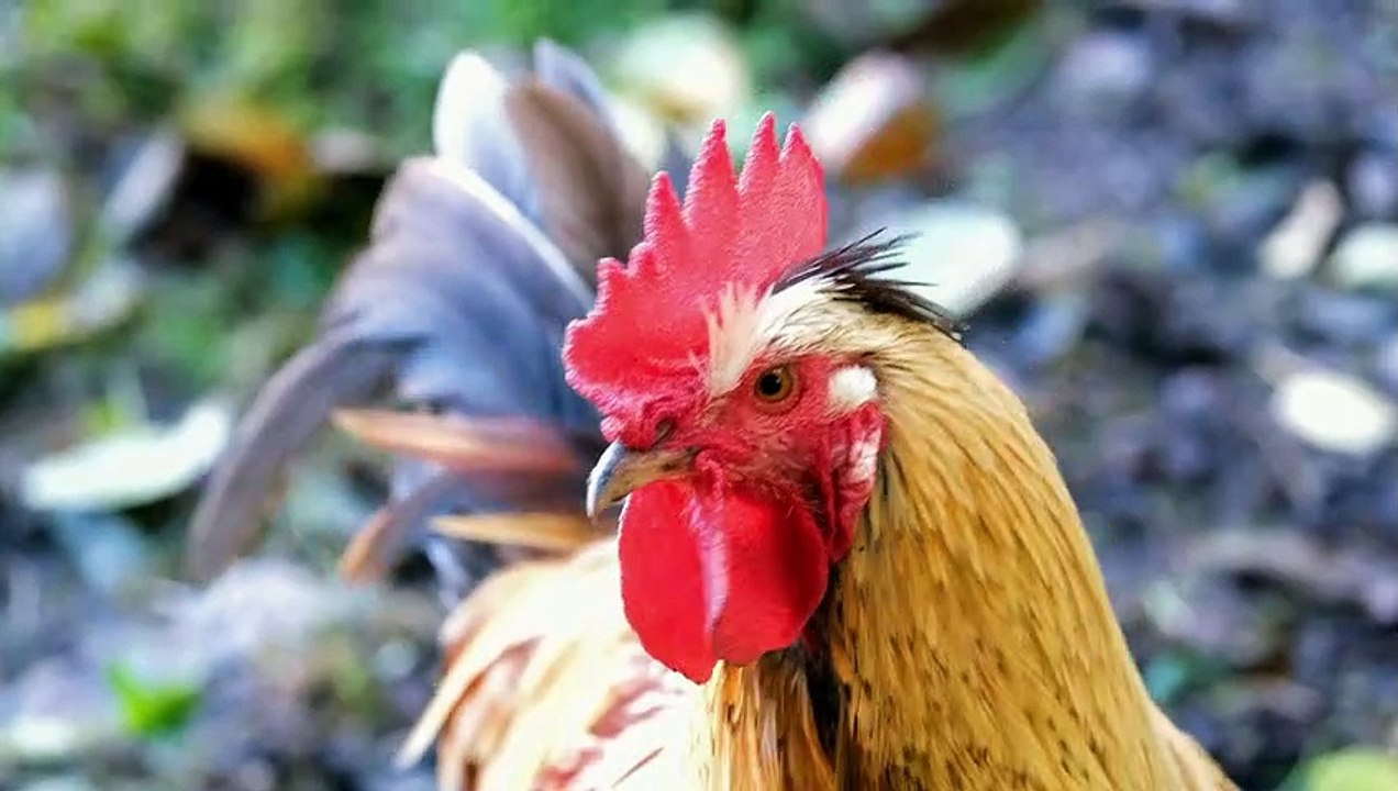 Learn to recognize animal names and sounds | Livestock