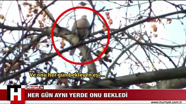 BU KALP SENİ UNUTUR MU? GERÇEK OLDU! YARALI KUMRUNUN DALDAKİ AŞKI