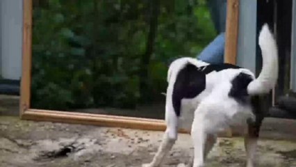 Funny dog entertainment video // comedy video//Funny dog. #Funny circle