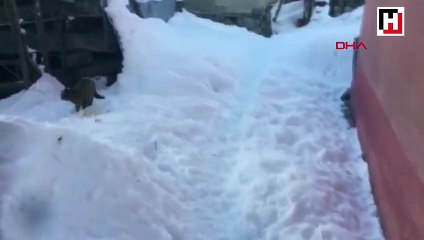 Tilki ile kedi ekmek kavgasına tutuşursa...