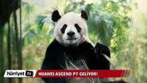 Huawei Ascend P7 geliyor!