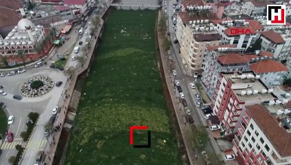 Asi Nehri'ni 'su sümbülü' istila etti