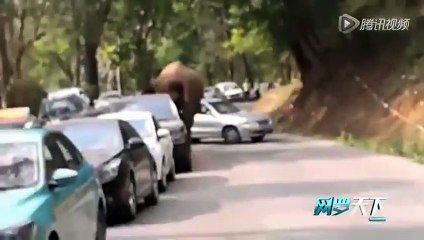 Çin'de aşk acısı çeken bir fil ortalığı adeta birbirine kattı
