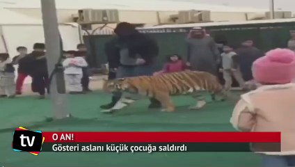 Gösteri aslanı küçük çocuğa saldırdı