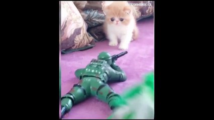 cuttest cat i ever have, do you have?