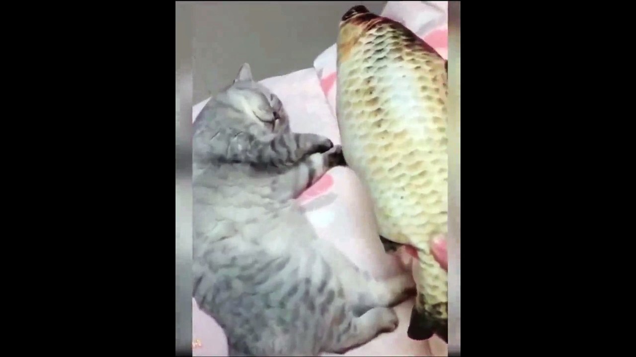 funny cat video