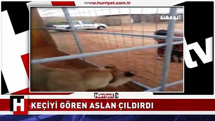 KEÇİYİ GÖREN AÇ ASLAN ÇILGINA DÖNDÜ