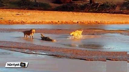 Timsah üç aslana kafa tuttu
