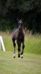 OMG So Cute Horse Animals transformation