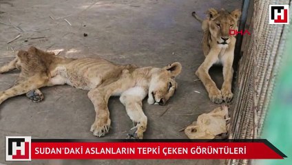 Sudan'daki aslanların durumu tepki topladı