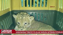 Ukrayna'dan Türkiye'ye yasa dışı yoldan aslan yavrusu götürmek isteyen Türk yakalandı