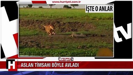 ASLAN YAVRU TİMSAHA ACIMADI