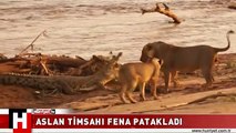 ASLAN TİMSAHI FENA PATAKLADI