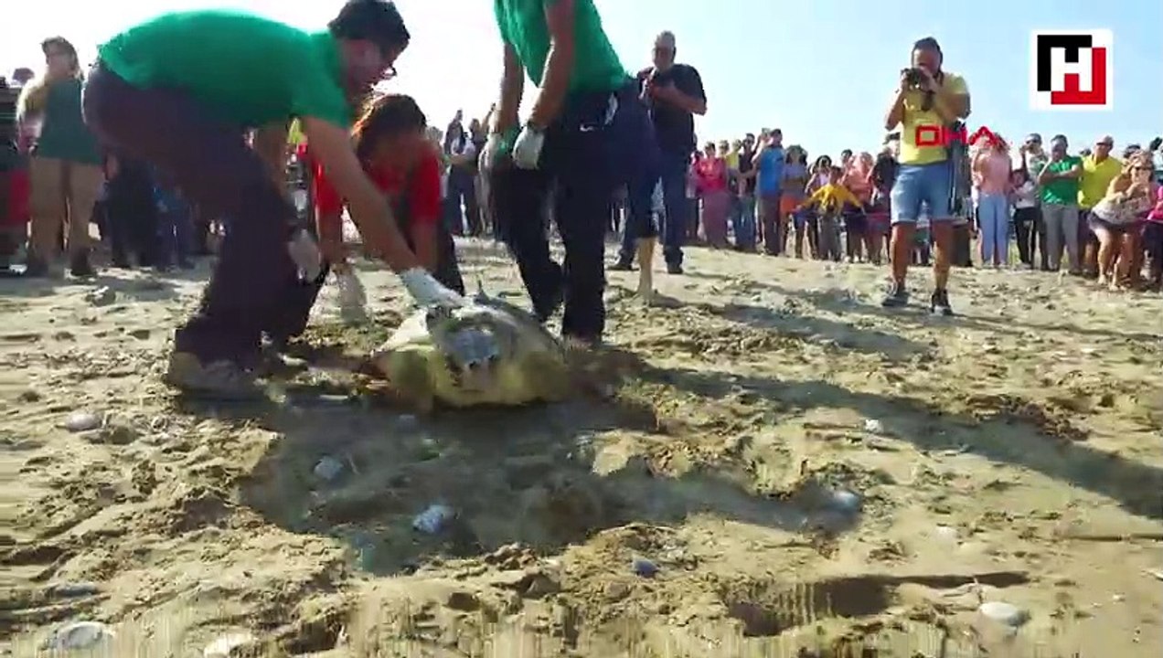 Sea turtle returns home after recovery