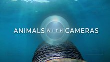 Animals with Cameras - Series 2 BBC HD 2022