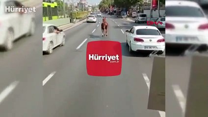 Karayolunda ilginç anlar! Yolun ortasında koşan at, sürücüleri şaşkına çevirdi