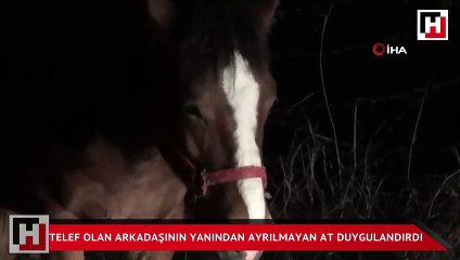 Telef olan arkadaşının yanından ayrılmayan at duygulandırdı