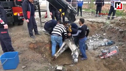 Kanalizasyona düşen atı itfaiye kurtardı