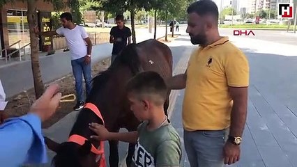 Diyarbakır'da yük taşıtılan at, yere yığılınca sahibi arabasını alıp kaçtı