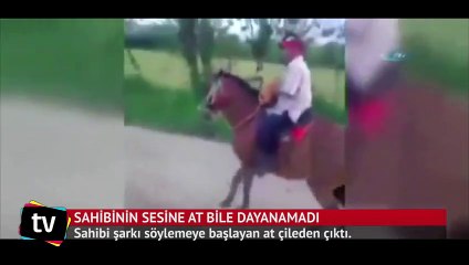 Sahibinin sesine at bile dayanamadı