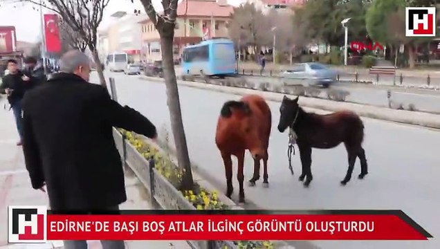 Edirne'de başı boş atlar ilginç görüntü oluşturdu