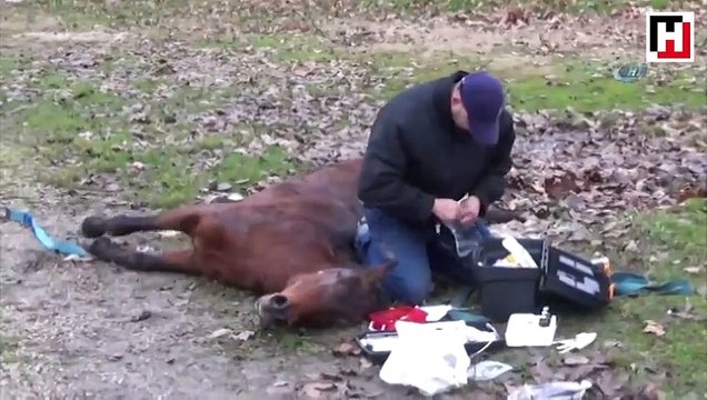 Veteriner hekimin duyarlı davranışı 'insanlık ölmemiş' dedirtti