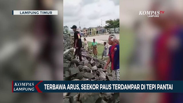 Terbawa Arus, Seekor Paus Terdampar di Tepi Pantai Lampung Timur
