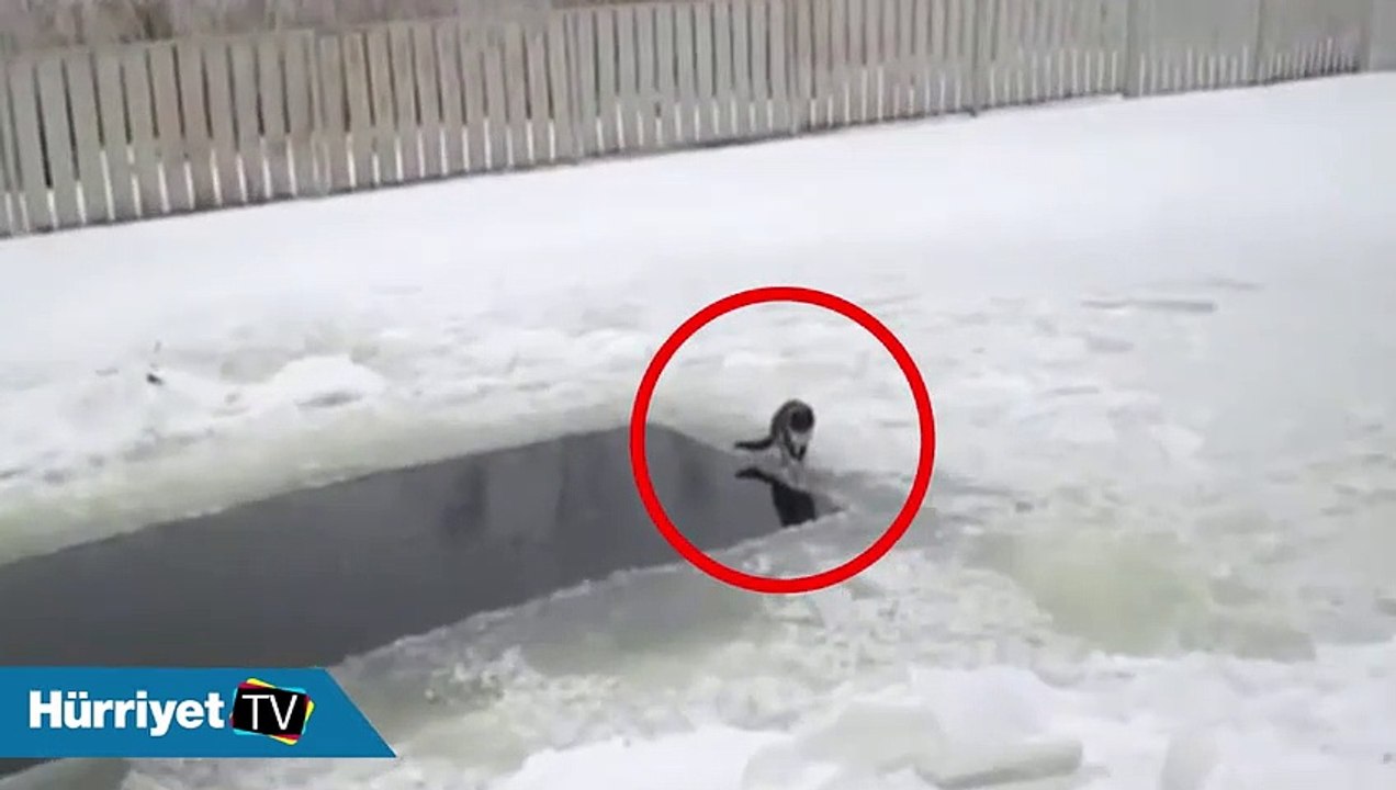 Kedinin muhteşem balık avı