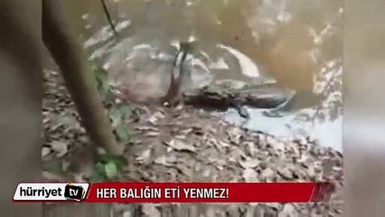 Avının hışmına uğradı