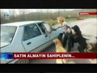 Evcil hayvan alamadan bu görüntüleri izleyin