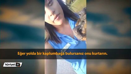 Yüzme bilmeyen kaplumbağayı suya atarak ‘kurtardı’