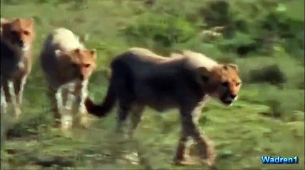 Dünya tersine döndü: Zebra çitanın peşinde!