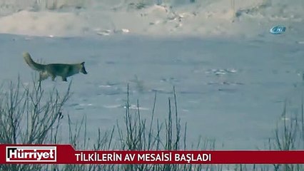 Tilki 1 metre zıplayarak avını yakaladı