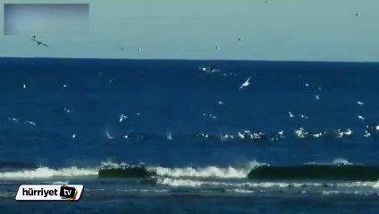 Martıların balık avı