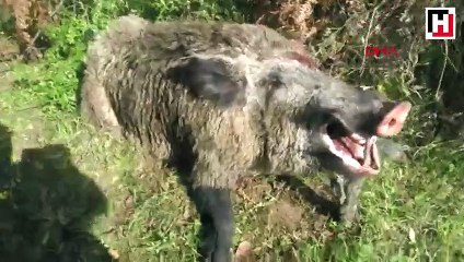 400 kiloluk domuzu vurup sosyal medyada paylaştı
