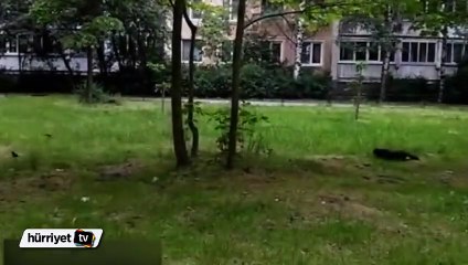 Sinsi kedi avını yakaladı