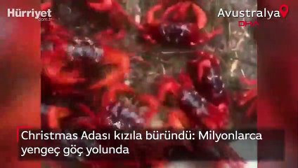 Christmas Adası kızıla büründü: Milyonlarca yengeç göç yolunda