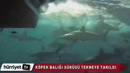 Köpek balığı sürüsü tekneye takıldı