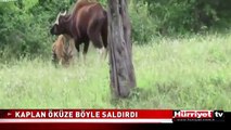 VAHŞİ KAPLAN ÖKÜZÜ BÖYLE AVLADI