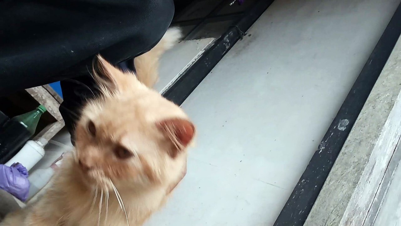 Ini Kucing Jenis Apa Ya?