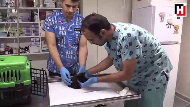 Birer ayakları kesilmiş kedi yavruları bulundu