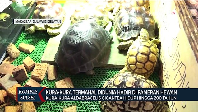 Aldabra Kura-Kura Termahal Didunia Ditampilkan Di Animal Land
