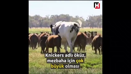 O kadar büyük ki kesemediler