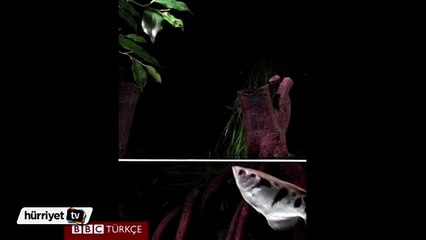 Avını 'tükürerek' yakalıyor