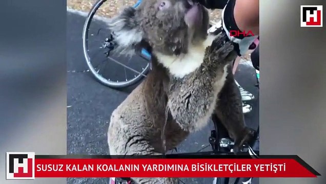 Sıcakta susuz kalan koalanın yardımına bisikletçiler yetişti