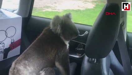 Sıcaktan bunalan koala araç klimasıyla serinledi