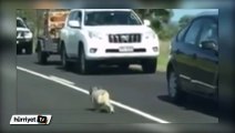 Koala yola çıkıp trafiği durdurdu